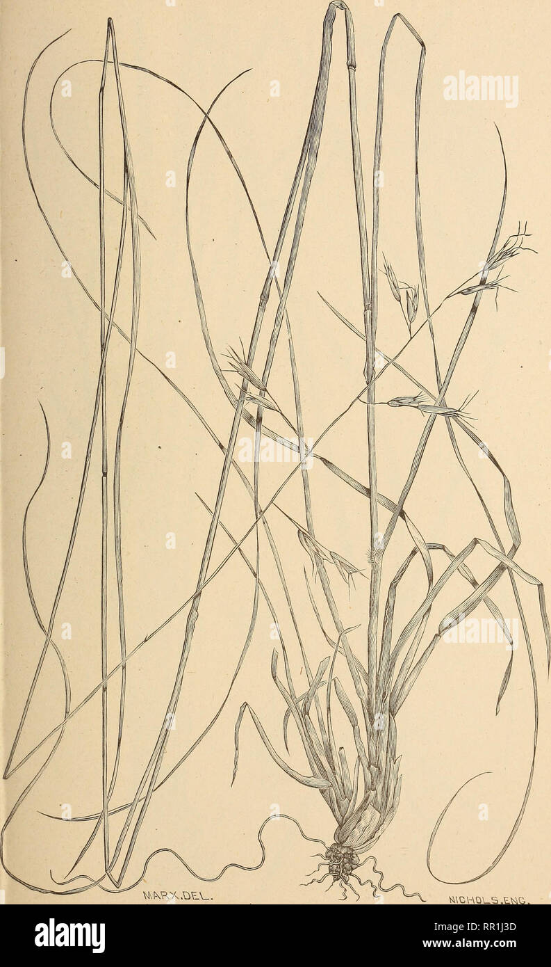 . The agricultural grasses of the United States. Grasses; Forage plants. Plate 72.. Danthonia compressa.. Please note that these images are extracted from scanned page images that may have been digitally enhanced for readability - coloration and appearance of these illustrations may not perfectly resemble the original work.. Vasey, George, 1822-1893; Richardson, Clifford, 1856-1932; United States. Division of Botany. Washington, Govt. print. off. Stock Photo