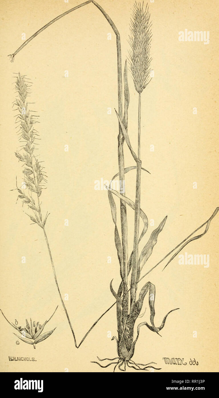 . The agricultural grasses and forage plants of the United States ... Forage plants; Grasses. Plate 56.. Trisetum subspicatum.. Please note that these images are extracted from scanned page images that may have been digitally enhanced for readability - coloration and appearance of these illustrations may not perfectly resemble the original work.. Vasey, George, 1822-1893; Richardson, Clifford, 1856-1932. Washington, Govt. Print. Off. Stock Photo