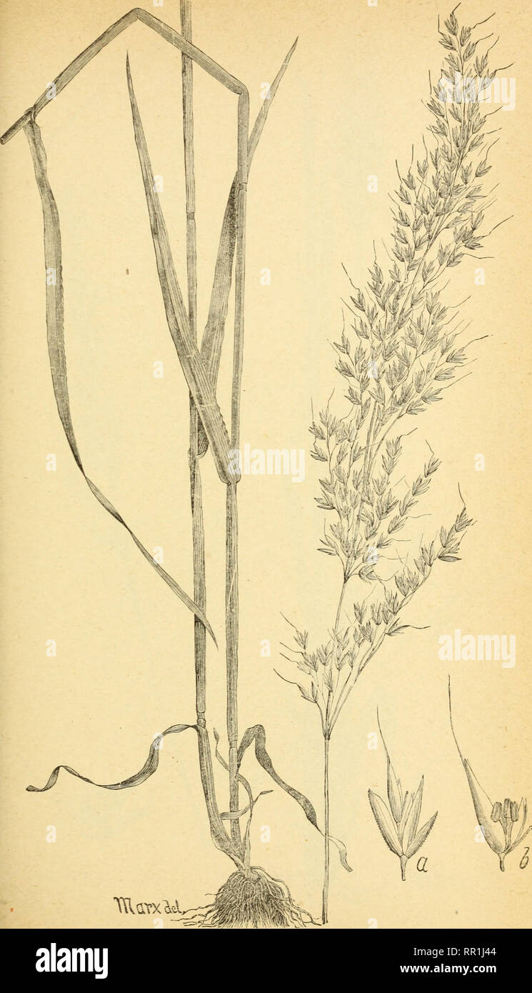 . The agricultural grasses and forage plants of the United States ... Forage plants; Grasses. Plate 55.. Tttanft Trisetum palustre.. Please note that these images are extracted from scanned page images that may have been digitally enhanced for readability - coloration and appearance of these illustrations may not perfectly resemble the original work.. Vasey, George, 1822-1893; Richardson, Clifford, 1856-1932. Washington, Govt. Print. Off. Stock Photo