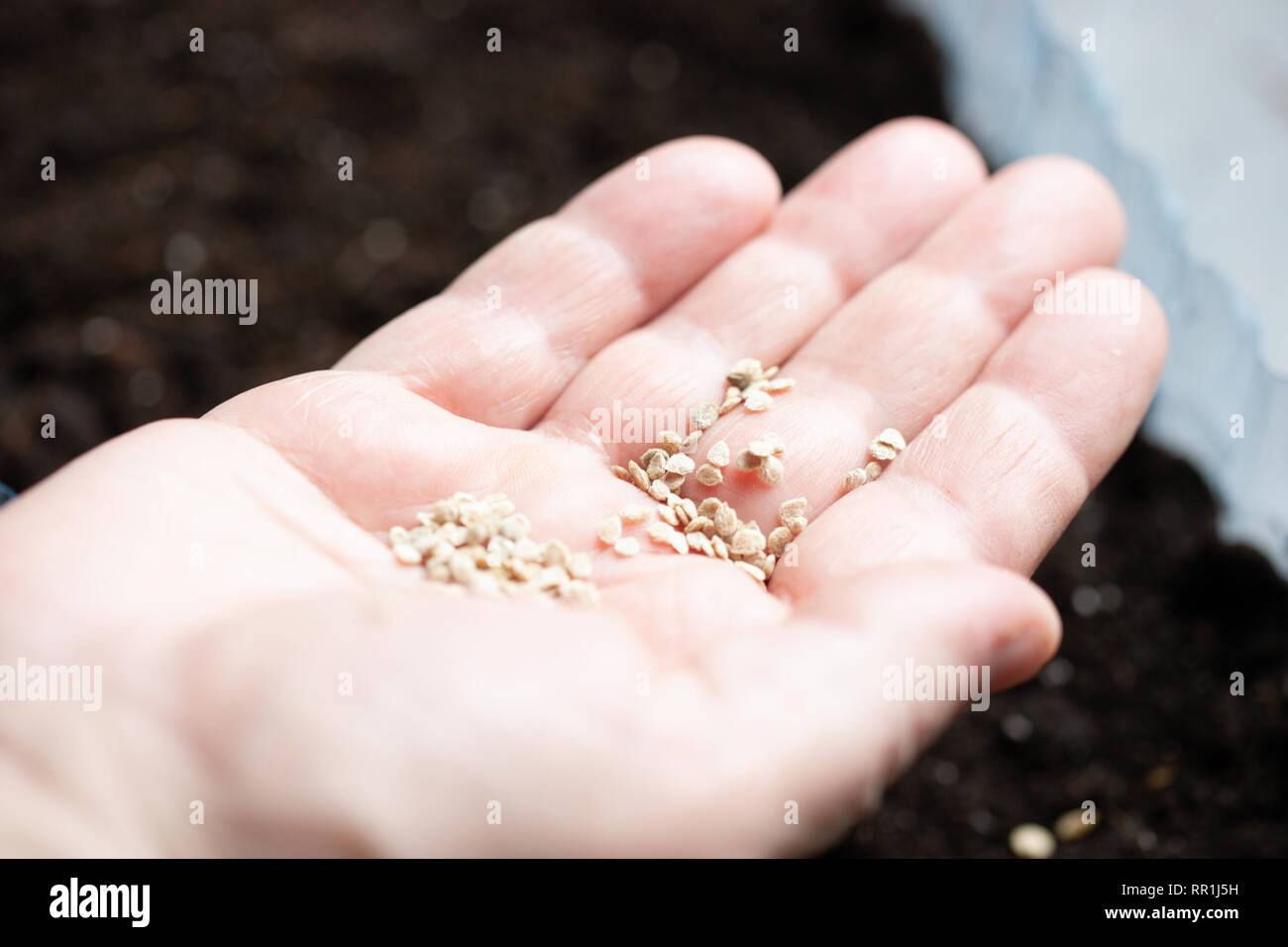 hand with seeds for planting seedlings. farmer plant vegetables plants