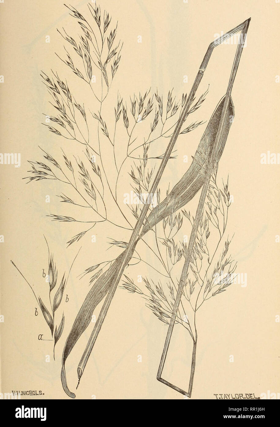 . The agricultural grasses of the United States. Grasses; Forage plants. Plate 66.. Trisetum CERNUUM.. Please note that these images are extracted from scanned page images that may have been digitally enhanced for readability - coloration and appearance of these illustrations may not perfectly resemble the original work.. Vasey, George, 1822-1893; Richardson, Clifford, 1856-1932; United States. Division of Botany. Washington, Govt. print. off. Stock Photo