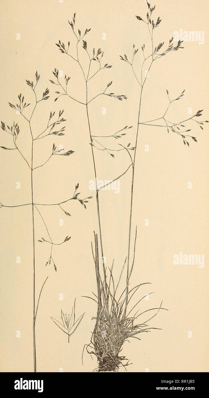 . The agricultural grasses of the United States. Grasses; Forage plants. Plate 56.. AGROSTIS CANINA.. Please note that these images are extracted from scanned page images that may have been digitally enhanced for readability - coloration and appearance of these illustrations may not perfectly resemble the original work.. Vasey, George, 1822-1893; Richardson, Clifford, 1856-1932; United States. Division of Botany. Washington, Govt. print. off. Stock Photo