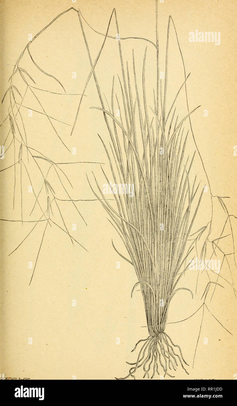 . The agricultural grasses and forage plants of the United States ... Forage plants; Grasses. Plate 36.. MARX. DEL. Aristida purpurea, Awned bunch grass.. Please note that these images are extracted from scanned page images that may have been digitally enhanced for readability - coloration and appearance of these illustrations may not perfectly resemble the original work.. Vasey, George, 1822-1893; Richardson, Clifford, 1856-1932. Washington, Govt. Print. Off. Stock Photo