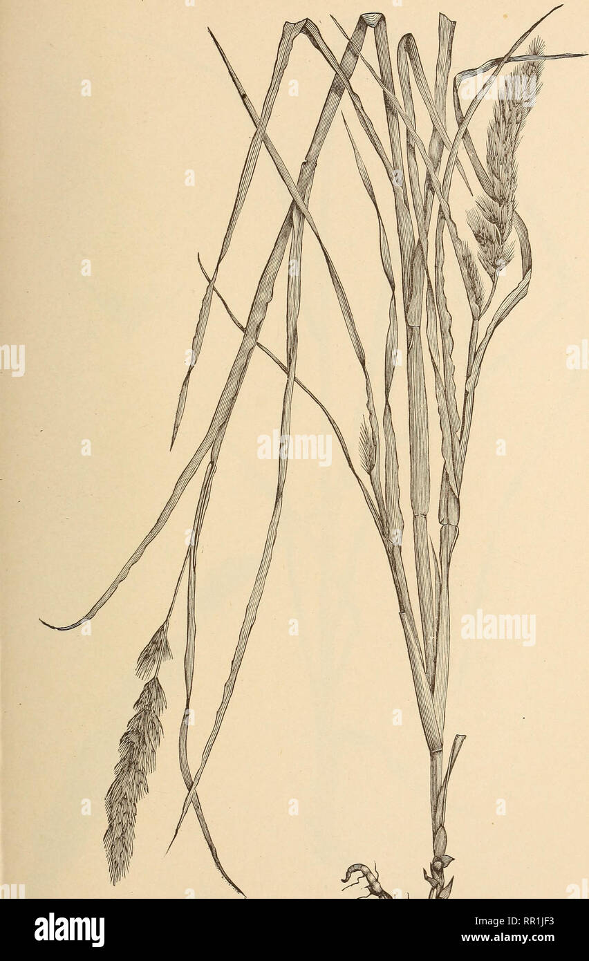 . The agricultural grasses of the United States. Grasses; Forage plants. Plate 46.. MUHLENBERaiA GLOMERATA.. Please note that these images are extracted from scanned page images that may have been digitally enhanced for readability - coloration and appearance of these illustrations may not perfectly resemble the original work.. Vasey, George, 1822-1893; Richardson, Clifford, 1856-1932; United States. Division of Botany. Washington, Govt. print. off. Stock Photo