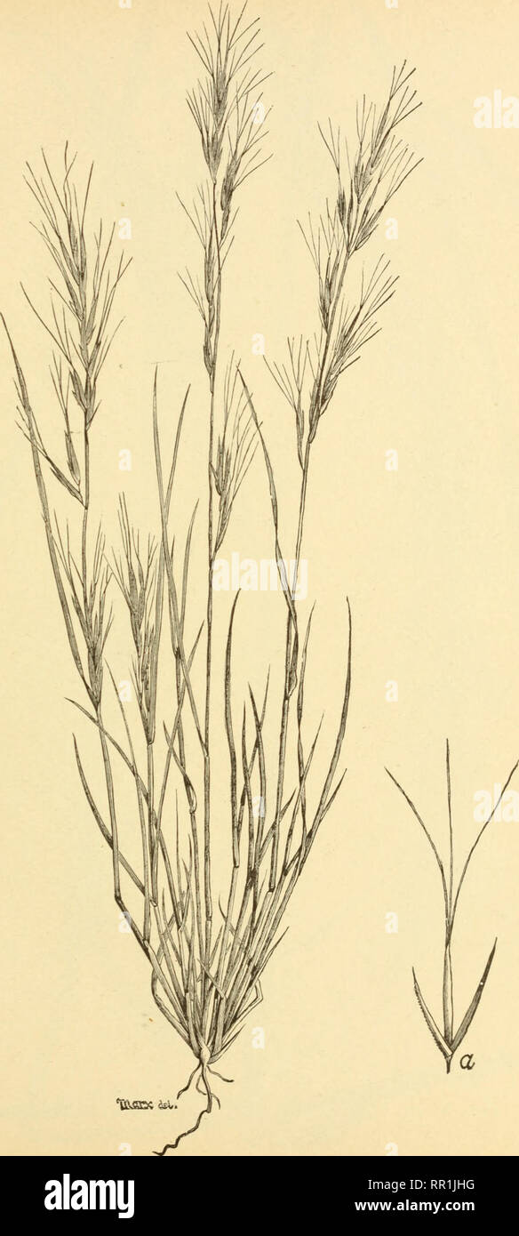 . The agricultural grasses of the United States. Grasses; Forage plants. Plate 37.. Aristida bromoides.. Please note that these images are extracted from scanned page images that may have been digitally enhanced for readability - coloration and appearance of these illustrations may not perfectly resemble the original work.. Vasey, George, 1822-1893; Richardson, Clifford, 1856-1932; United States. Division of Botany; United States. Department of Agriculture. Washington, D. C. : G. P. O. Stock Photo