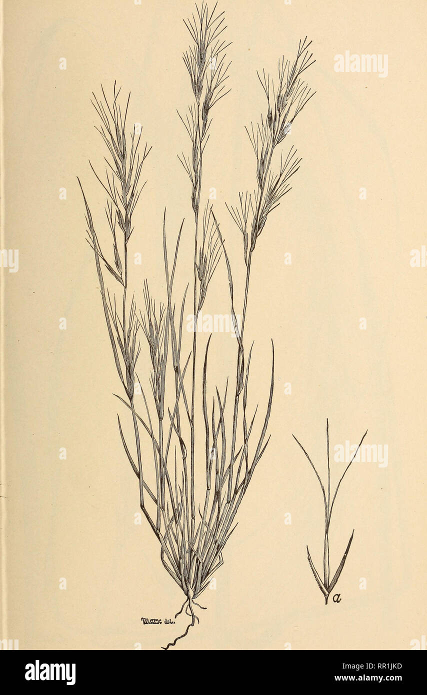 . The agricultural grasses of the United States. Grasses; Forage plants. Plate 37.. Aristida bromoides.. Please note that these images are extracted from scanned page images that may have been digitally enhanced for readability - coloration and appearance of these illustrations may not perfectly resemble the original work.. Vasey, George, 1822-1893; Richardson, Clifford, 1856-1932; United States. Division of Botany. Washington, Govt. print. off. Stock Photo