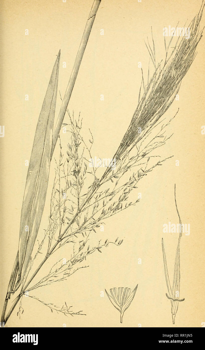 . The agricultural grasses and forage plants of the United States ... Forage plants; Grasses. Plate 23.. Zizania aquatica, Wild rice.. Please note that these images are extracted from scanned page images that may have been digitally enhanced for readability - coloration and appearance of these illustrations may not perfectly resemble the original work.. Vasey, George, 1822-1893; Richardson, Clifford, 1856-1932. Washington, Govt. Print. Off. Stock Photo