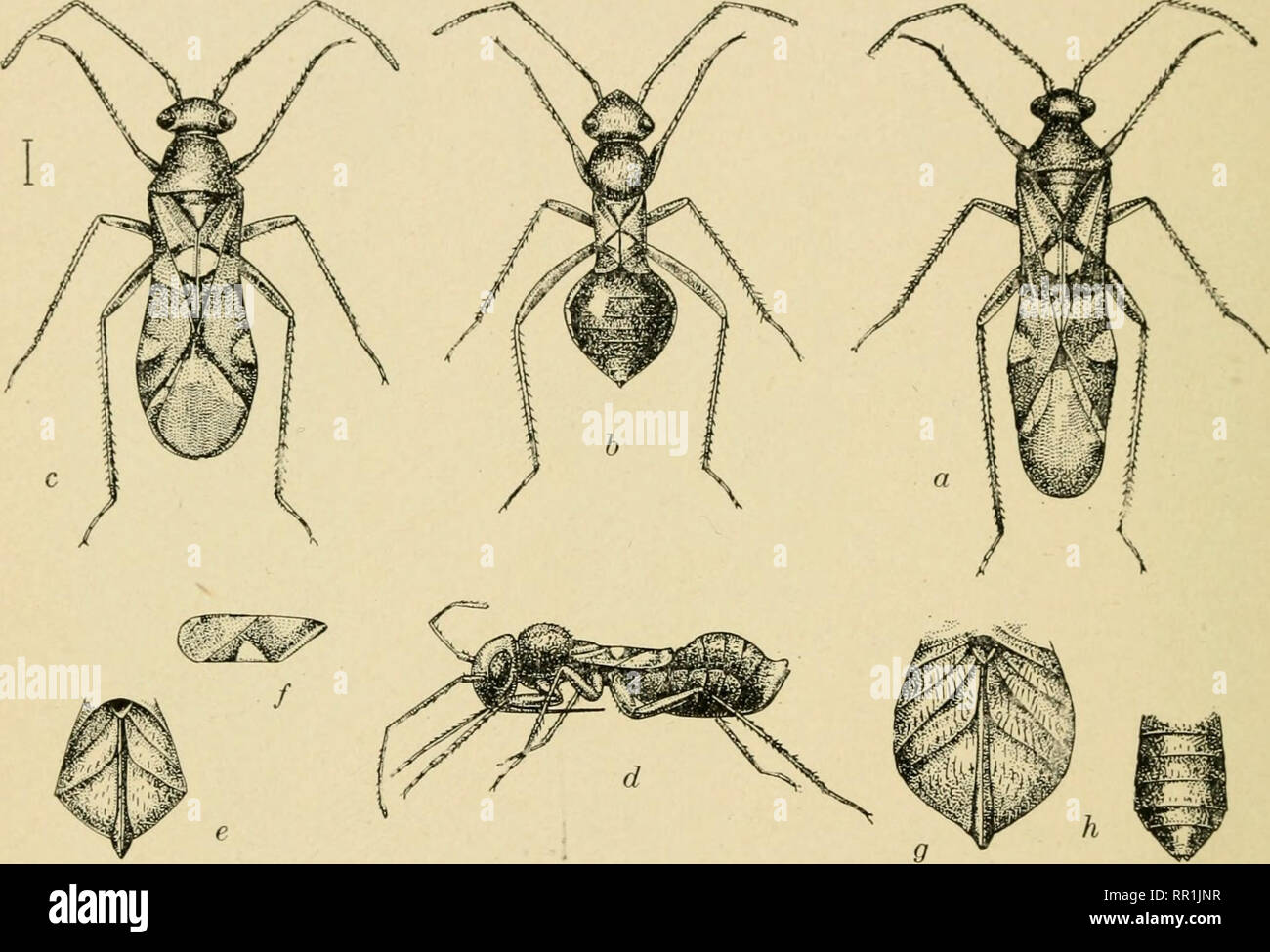 Agricultural Entomology For Students Farmers Fruit Growers And Gardeners Insects Insects Injurious And Beneficial 150 Order