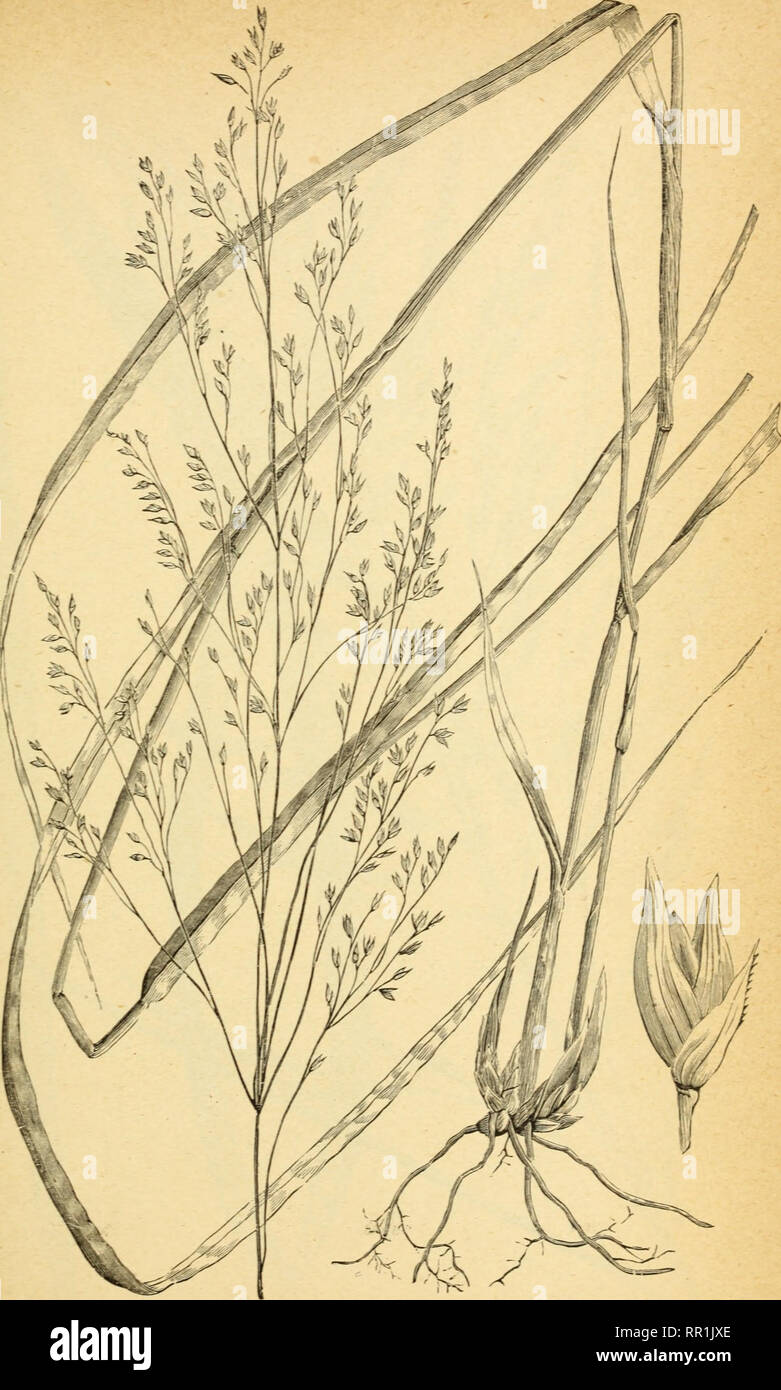 . The agricultural grasses and forage plants of the United States ... Forage plants; Grasses. Plate 16.. PANICUM virgatum. Switch grass.. Please note that these images are extracted from scanned page images that may have been digitally enhanced for readability - coloration and appearance of these illustrations may not perfectly resemble the original work.. Vasey, George, 1822-1893; Richardson, Clifford, 1856-1932. Washington, Govt. Print. Off. Stock Photo