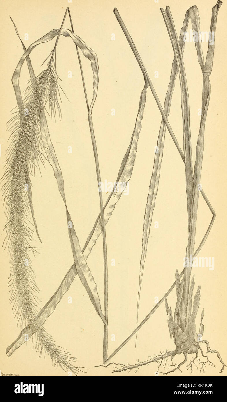 . The agricultural grasses of the United States. Grasses; Forage plants. Plate 17.. ^Ql?^&quot;^IV Setaria setosa.. Please note that these images are extracted from scanned page images that may have been digitally enhanced for readability - coloration and appearance of these illustrations may not perfectly resemble the original work.. Vasey, George, 1822-1893; Richardson, Clifford, 1856-1932; United States. Division of Botany; United States. Department of Agriculture. Washington, D. C. : G. P. O. Stock Photo