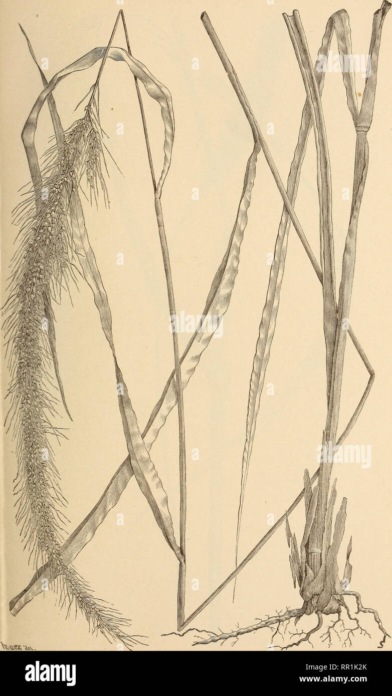 . The agricultural grasses of the United States. Grasses; Forage plants. Plate 17.. Setaria setosa.. Please note that these images are extracted from scanned page images that may have been digitally enhanced for readability - coloration and appearance of these illustrations may not perfectly resemble the original work.. Vasey, George, 1822-1893; Richardson, Clifford, 1856-1932; United States. Division of Botany. Washington, Govt. print. off. Stock Photo