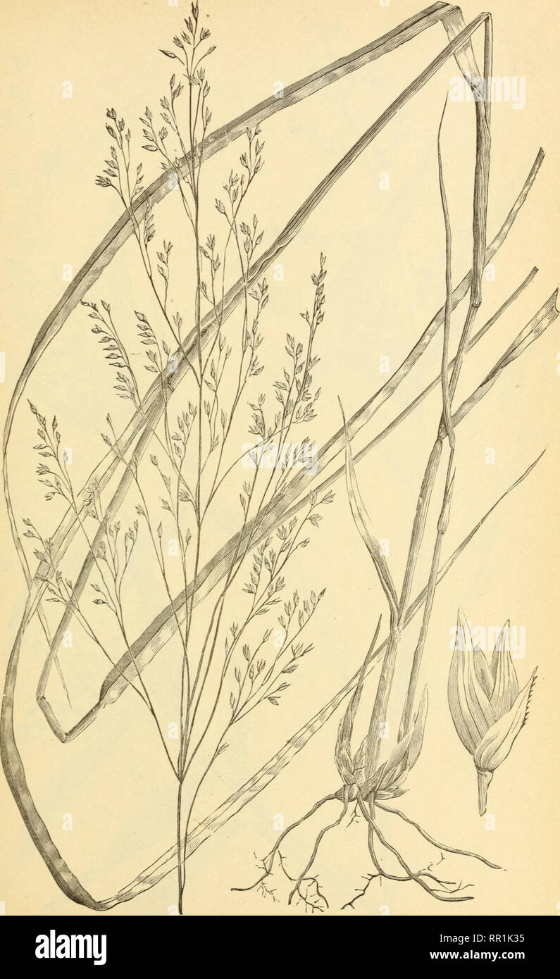 . The agricultural grasses of the United States. Grasses; Forage plants. Plate 12.. PANICUM VIRGATUM.. Please note that these images are extracted from scanned page images that may have been digitally enhanced for readability - coloration and appearance of these illustrations may not perfectly resemble the original work.. Vasey, George, 1822-1893; Richardson, Clifford, 1856-1932; United States. Division of Botany; United States. Department of Agriculture. Washington, D. C. : G. P. O. Stock Photo