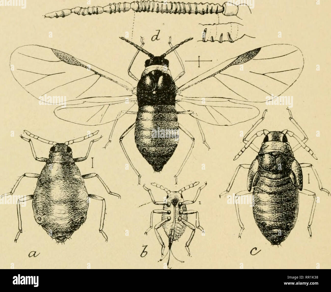 . Agricultural entomology for students, farmers, fruit-growers and ...