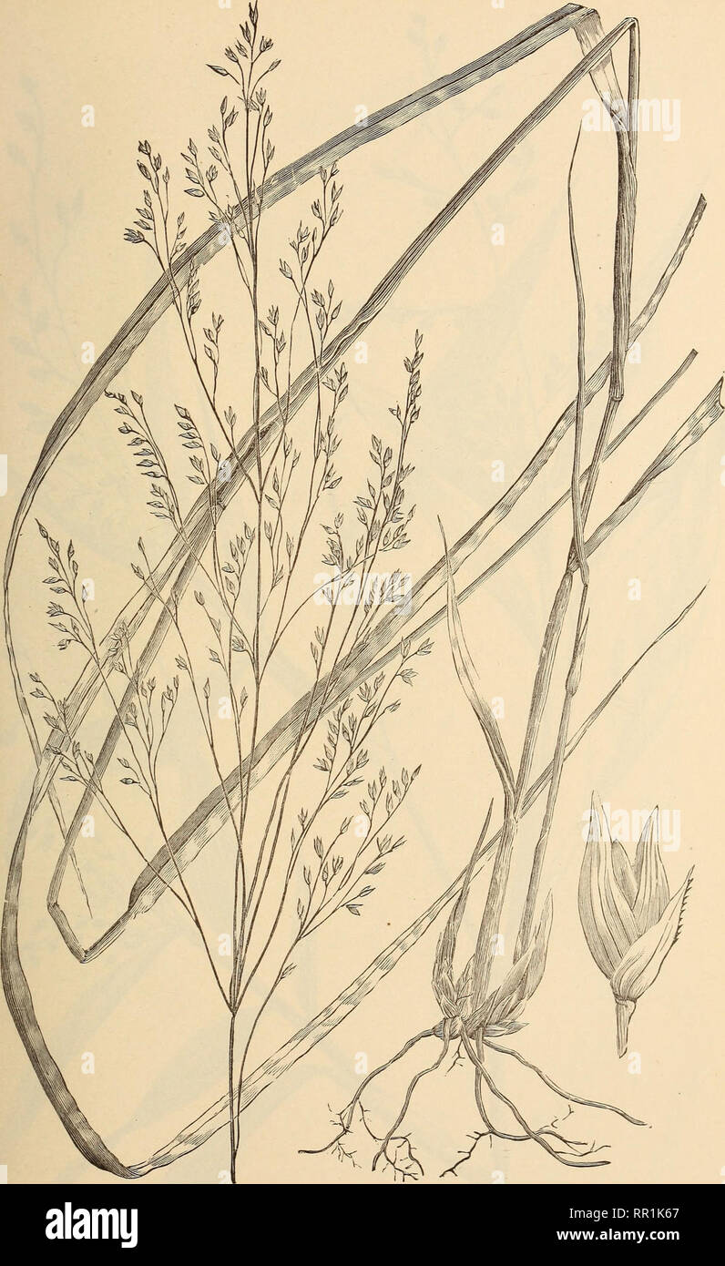 . The agricultural grasses of the United States. Grasses; Forage plants. Plate 12.. Panicum VIRGATUM.. Please note that these images are extracted from scanned page images that may have been digitally enhanced for readability - coloration and appearance of these illustrations may not perfectly resemble the original work.. Vasey, George, 1822-1893; Richardson, Clifford, 1856-1932; United States. Division of Botany. Washington, Govt. print. off. Stock Photo