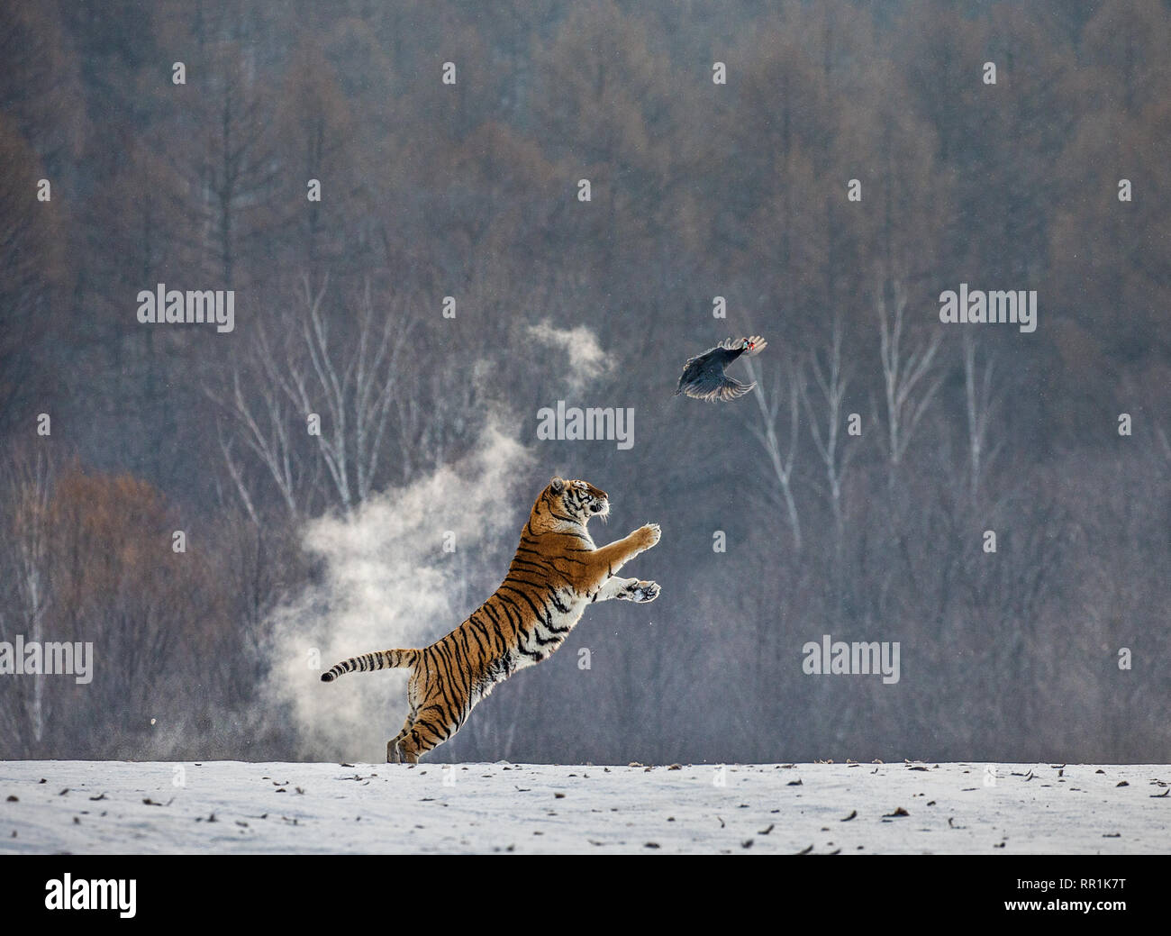 Siberian tiger in a jump catches its prey. Very dynamic shot. China ...