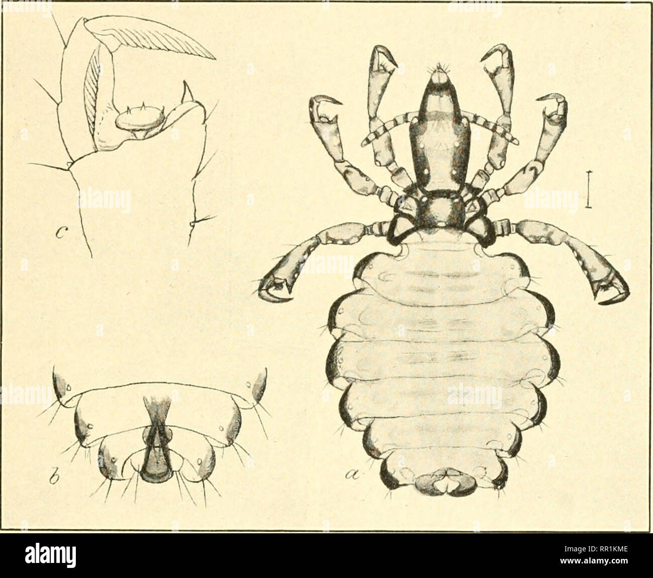 Chitinous Insect . Agricultural entomology for students, farmers, fruit-growers and ...