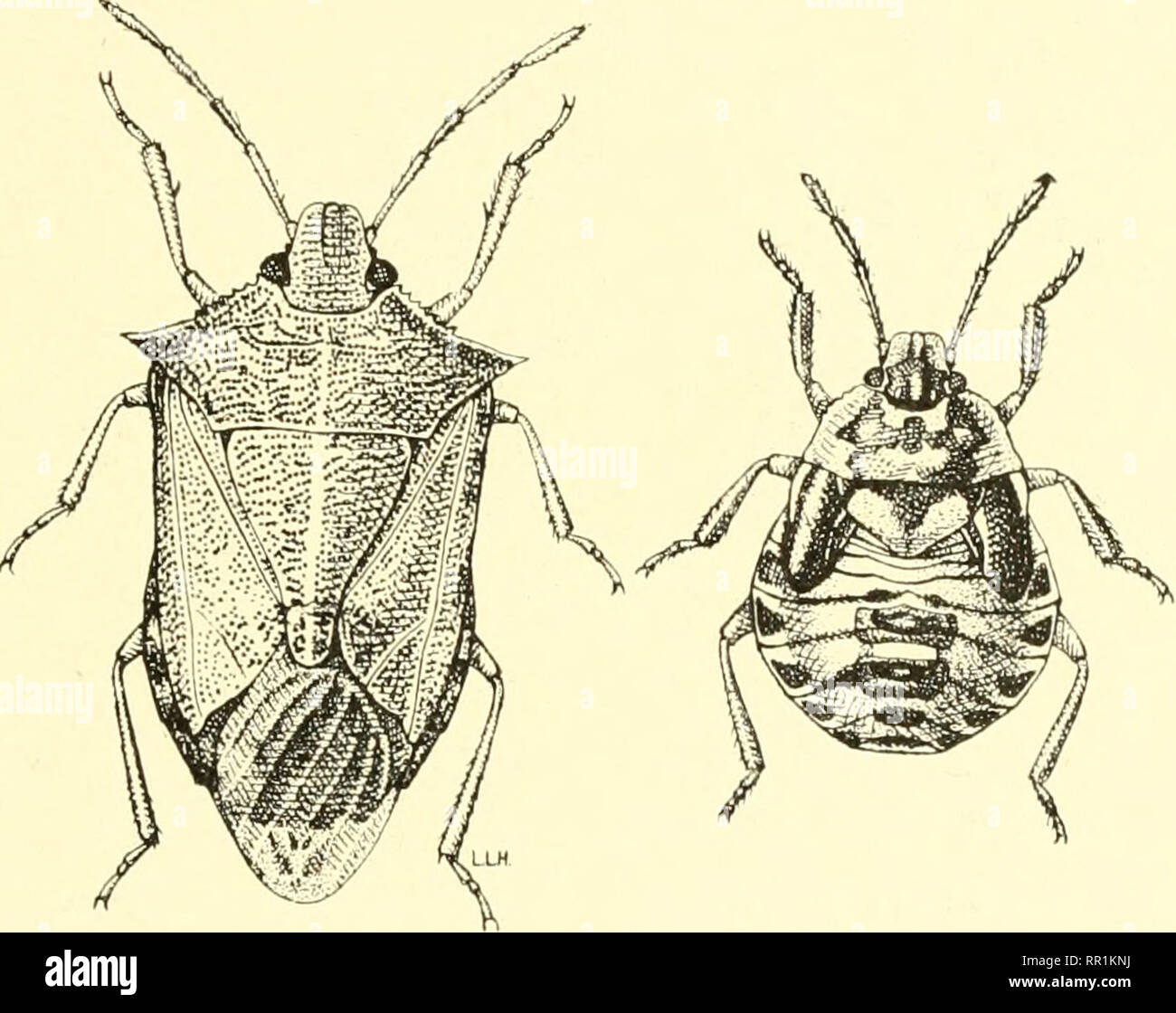 . Agricultural entomology for students, farmers, fruit-growers and gardeners. Insects; Beneficial insects; Insect pests. PENTATOMID.E 159 Stink Bugs {Pentatomidce).—Stink bugs are rather broad oval-shaped insects with four- or five-jointed antennte, the wings lie flat and the membranous tip of the second pair are uncovered. They have a rather large scutellum lying between the bases of the wings. The characteristic odor of the stink bugs is not confined to this particular family. A few members of this family are of economic importance. The green soldier bug is very destructive to peaches in the Stock Photo
