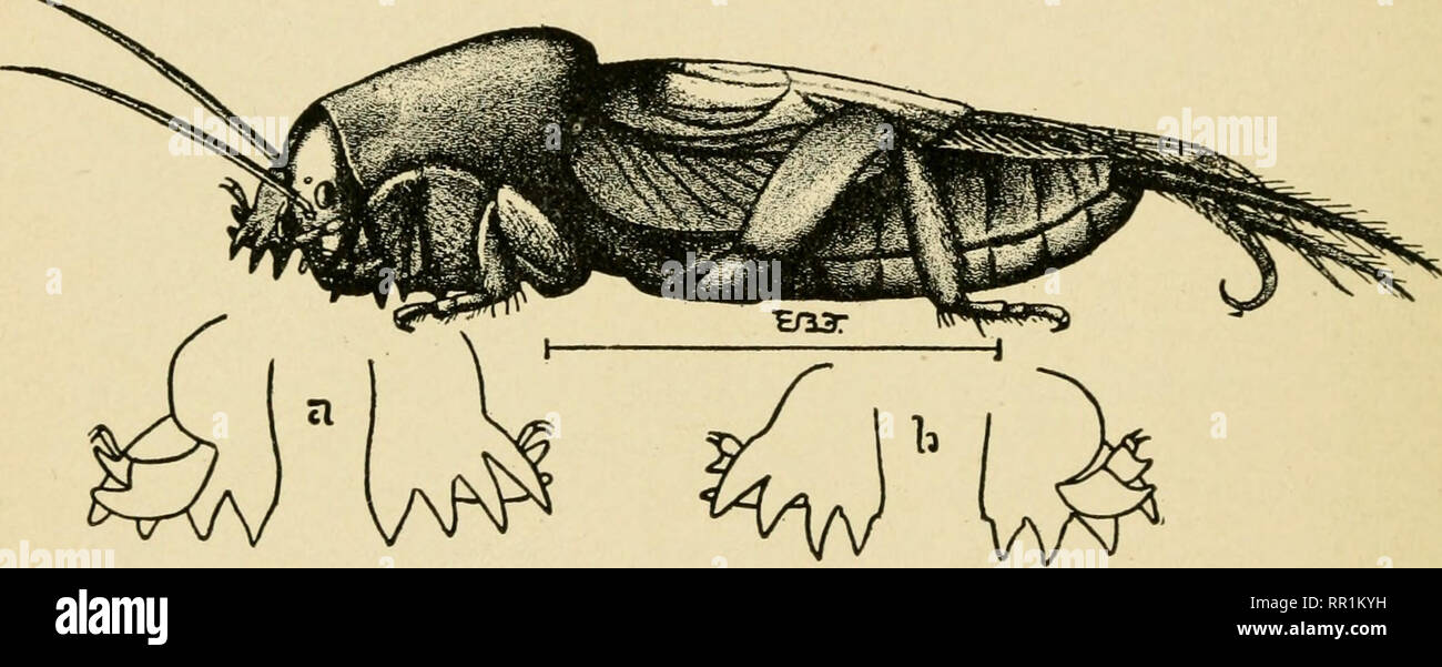 Subter . Agricultural entomology for students, farmers, fruit-growers and ...