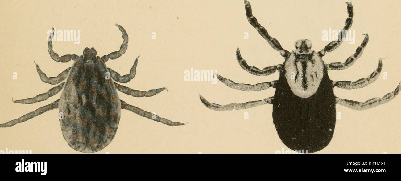 . Agricultural entomology for students, farmers, fruit-growers and gardeners. Insects; Insects, Injurious and beneficial. Fig. 11 Fig. 12. Fig. 13 , Fig. 14 Figs. 9 to 14.—The spotted fever tick {Dermacentor venustus and Derma- centor albipictus). (Hunter and Bishopp.) Fig. 9, adult spotted fever tick which has deposited eggs. Fig. 10, larva of spotted fever tick. Fig. 11, engorged nymph of spotted fever tick. Fig. 12, the same, ventral view. Fig. 13, adult male of Dermacentor albi- pictus. Fig. 14, adult female of Dermacentor albipictus, unengorged. 3. Please note that these images are extrac Stock Photo