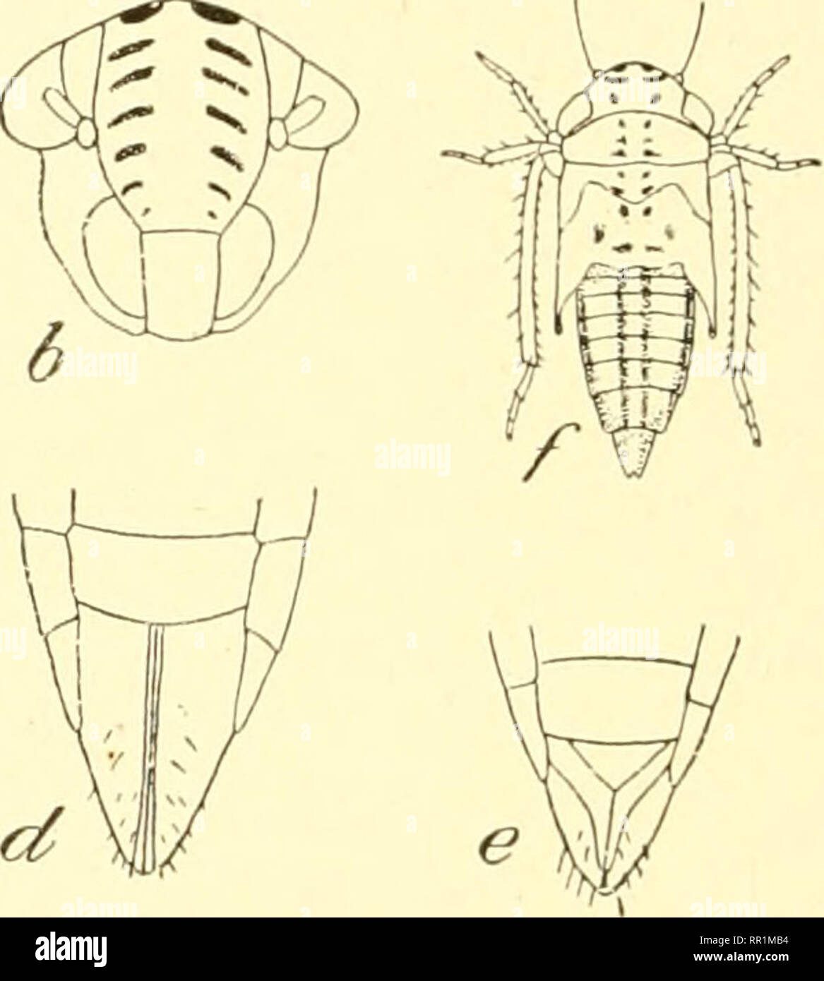 Bull genitalia not bird not reptile hi-res stock photography and images ...