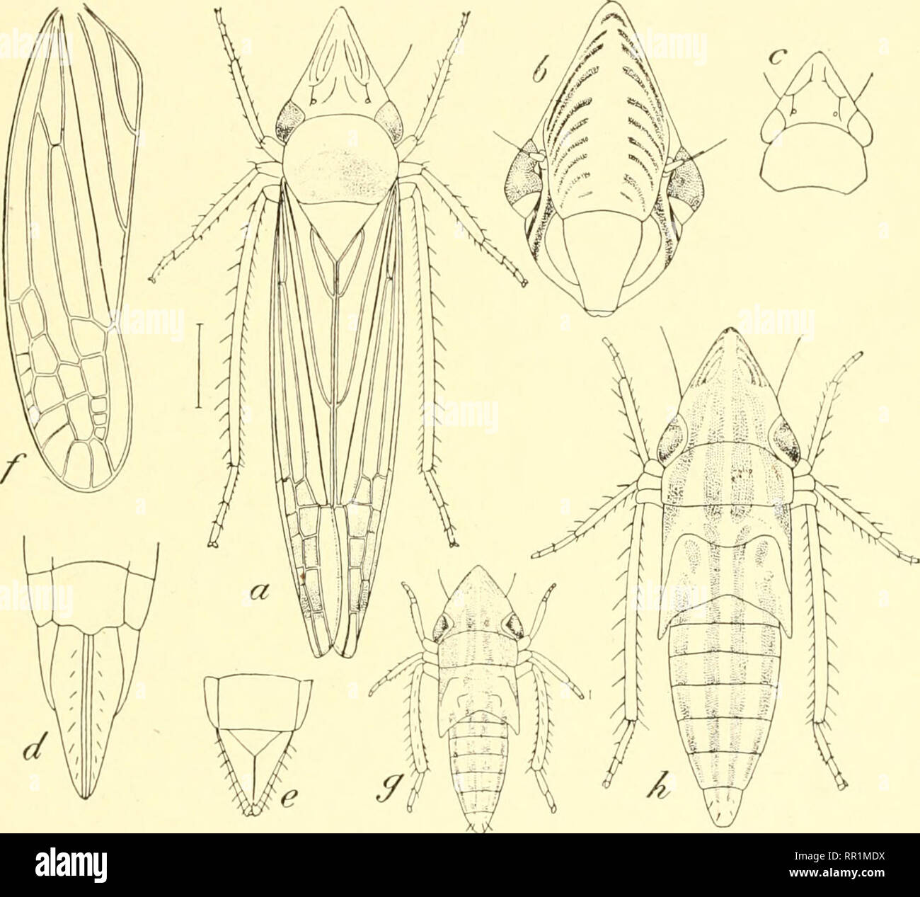 Bull genitalia not bird not reptile hi-res stock photography and images ...