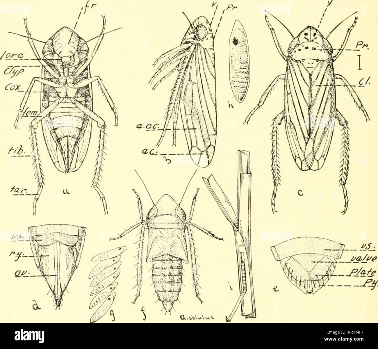 . Agricultural entomology for students, farmers, fruit-growers and gardeners. Insects; Beneficial insects; Insect pests. 106 ORDER HEMIPTERA usually' thicker and stronger than the hind pair, which are concealed beneath the front ones when at rest. The abdo-. FiG. 62.—Explanation of terms, from drawing of Athysanus obtutus: a, female from beneath; b, from side; c, from above; d, female genitalia; e, male genitalia; /, larva or nymph; g, eggs, showing developing larvae; h, egg, enlarged; i, eggs in position beneath sheath of grass stem. Structural details: ac, apical cells; a.ac, anteapical cell Stock Photo