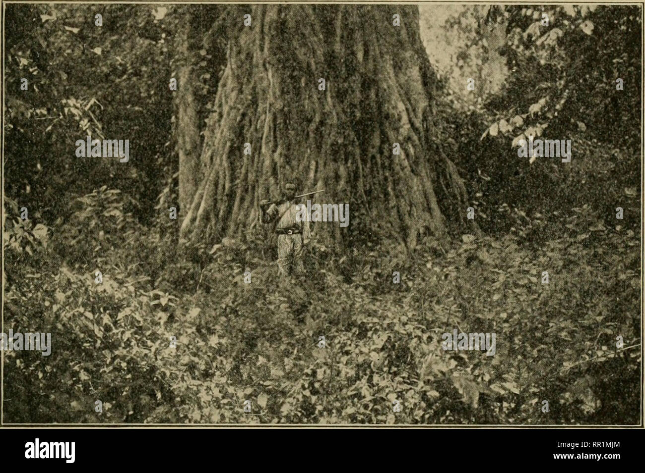 African game trails;. Hunting. ELEPHANT HUNTING 303 Once in the jungle, we  trod as quietly as possible, thread- ing our way along the elephant trails,  which crossed and recrossed one another.