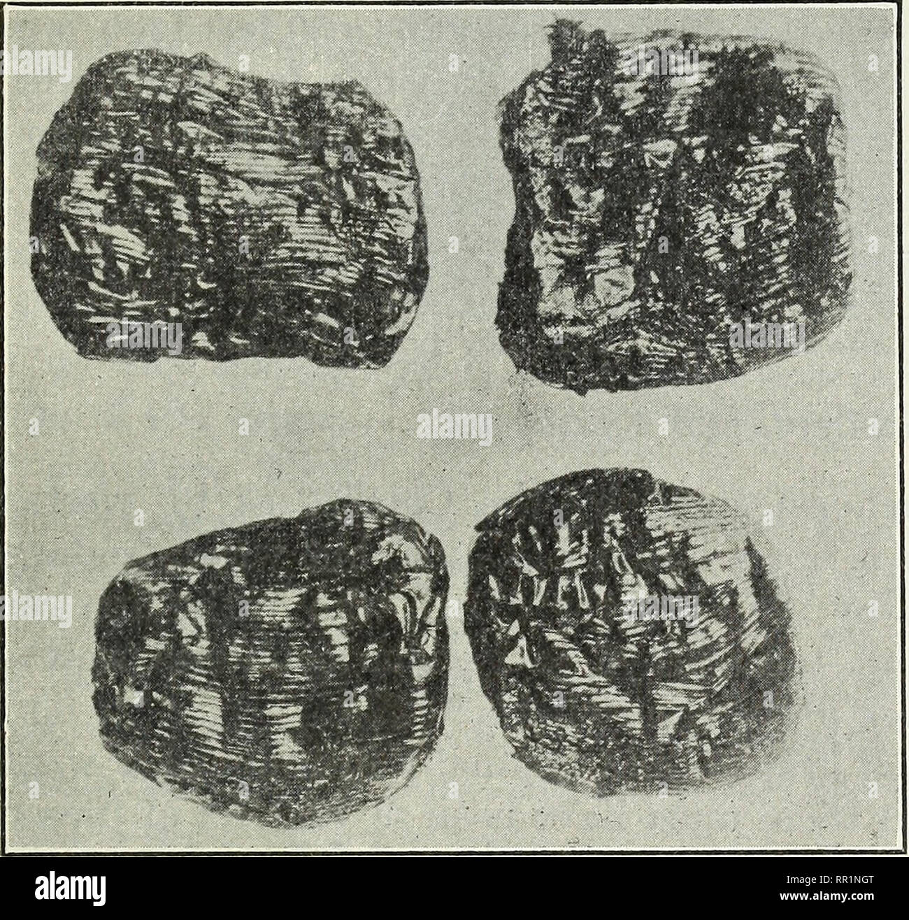 Agricultural Explorations In The Fruit And Nut Orchards Of China Fruit Culture Nuts Plant Introduction Fig 13 Small Honey Jujubes Not As High Priced As Those Shown In Figure 14 Though Of