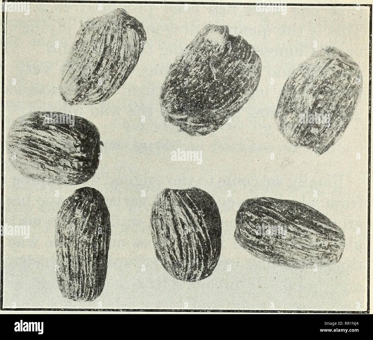 Agricultural Explorations In The Fruit And Nut Orchards Of China Fruit Culture Nuts Plant Introduction Jujubes 39 Fig 13 Small Honey Jujubes Not As High Priced As Those Shown In Figure 14