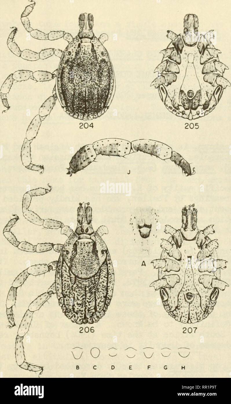 . African Ixodoidea. l. Ticks of the Sudan... Ticks -- Sudan. Figures 20^ and 205, dorsal and ventral views Figures 206 and 207, 5, dorsal and ventral views A, Q, genital area, unengorged. B to H, $, genital apron, outline. B and C, unengorged. D and E, slightly engorged. F to H, moderately engorged. J, c?, Leg III, dorsolateral view to show enamelling. HYALQ^IMA TURAInIICUM South African Karroo Specimens Reared by Dr. G. Theiler PLATE LIX - 527 -. Please note that these images are extracted from scanned page images that may have been digitally enhanced for readability - coloration and appeara Stock Photo