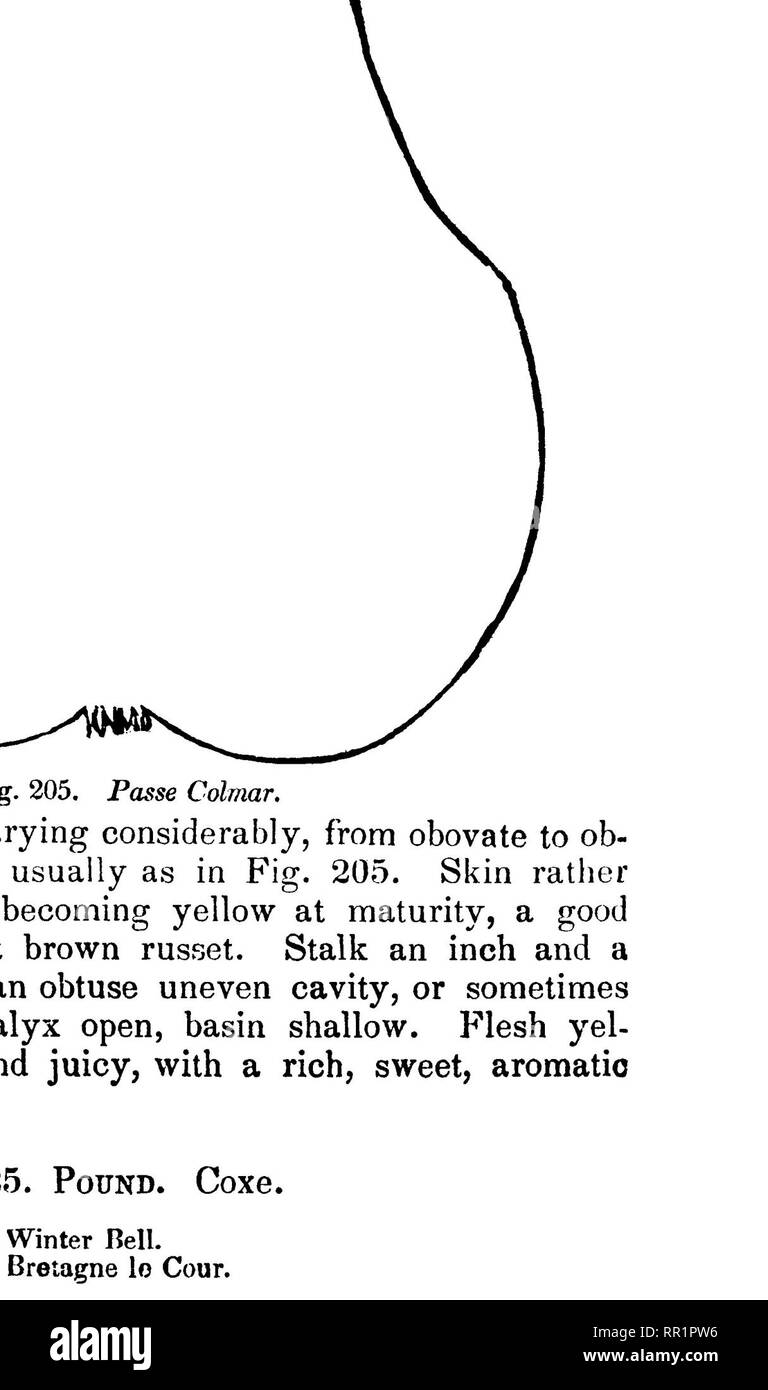 The fruits and fruit trees of America;. Fruit-culture; Fruit. 446 THE PKAR.  one of tlie most common fruits in the middle states. Indeed, this and the  Black Pear of Worcester, so