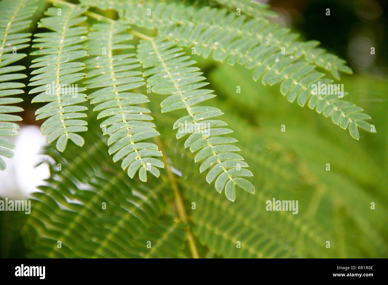 leaf of Albizia julibrissin or Persian silk tree. Close-up macro Stock Photo