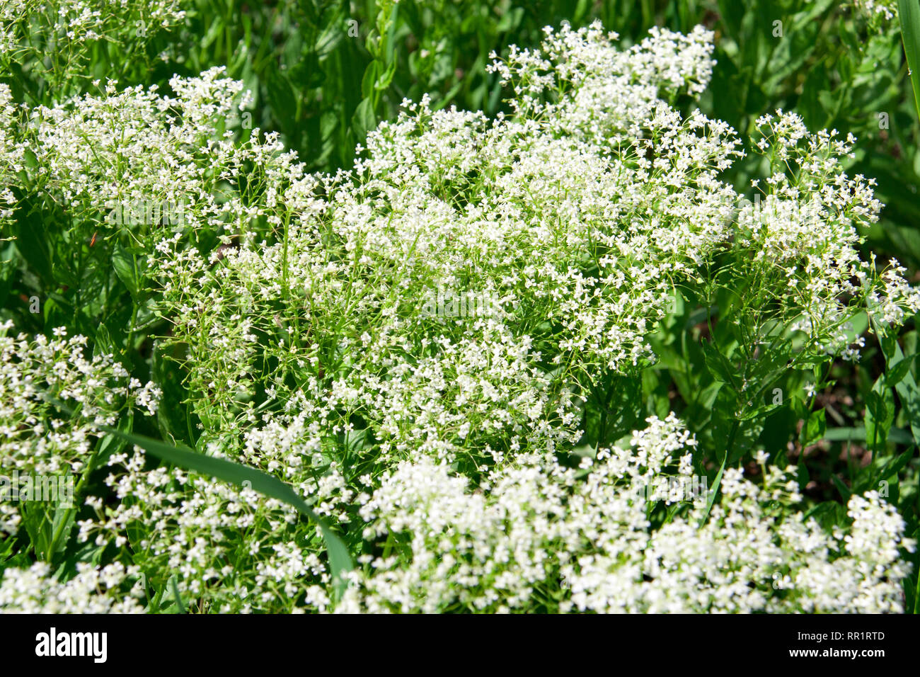 white wild flower in field close up Stock Photo - Alamy