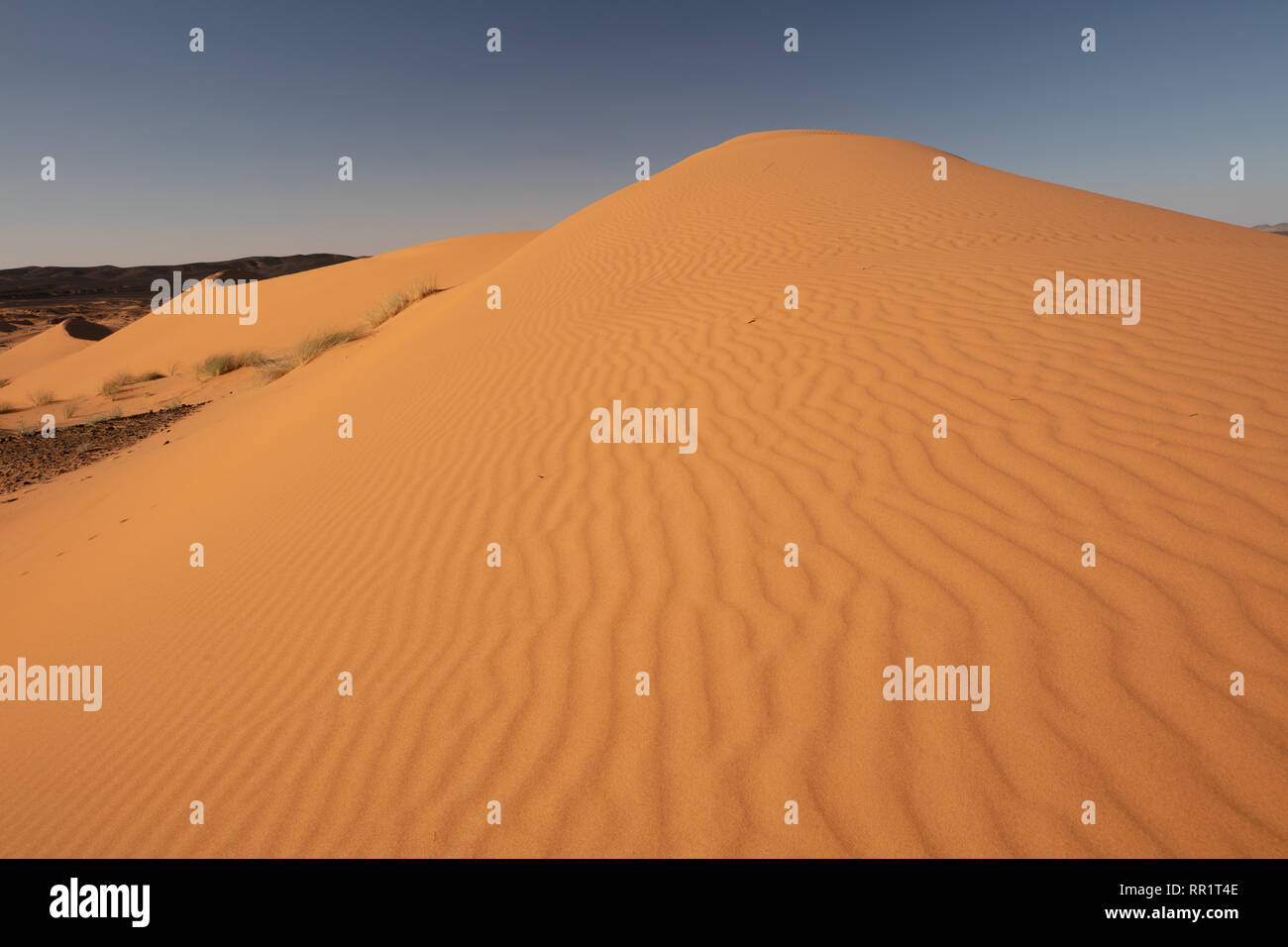 Rippled sand dunes at sunset at Mergouza, sahara desert, Morocco Stock ...
