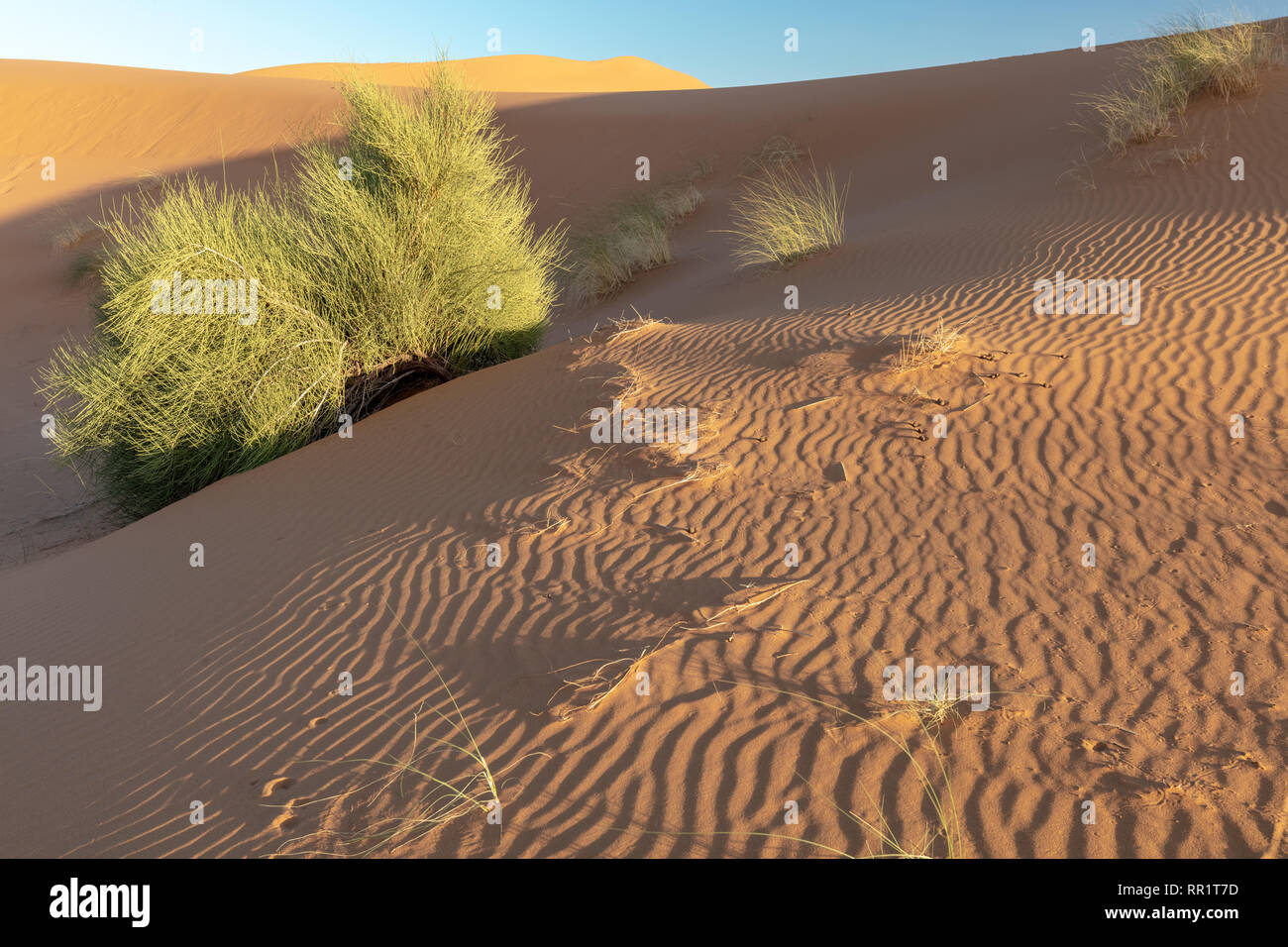 Rippled sand dunes at sunset at Mergouza, sahara desert, Morocco Stock ...