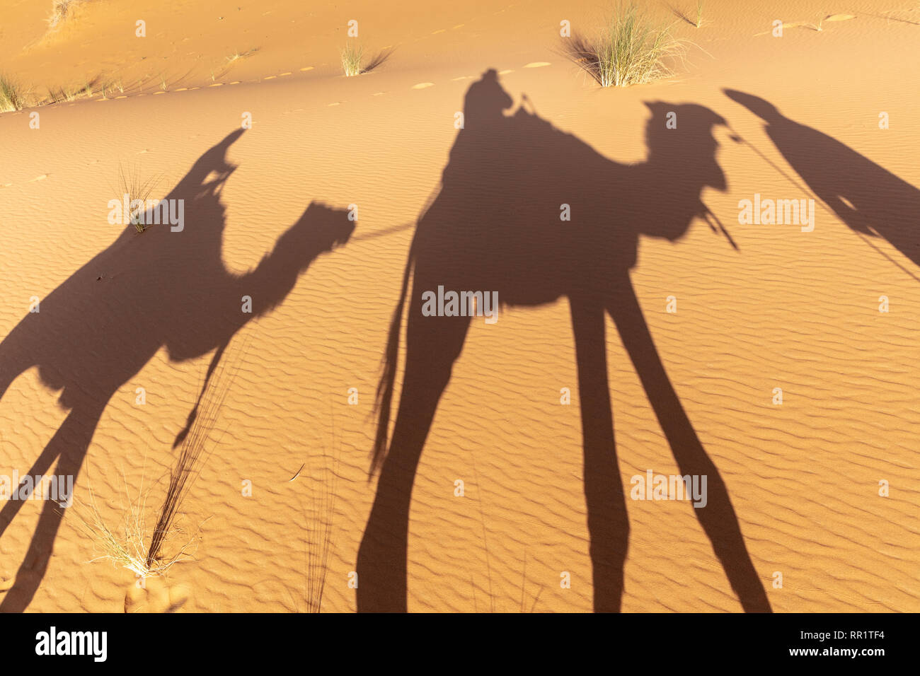 Shadows of camel driver & tourists riding camels in the Mergouza sand dunes, Sahara Desert, Morocco Stock Photo