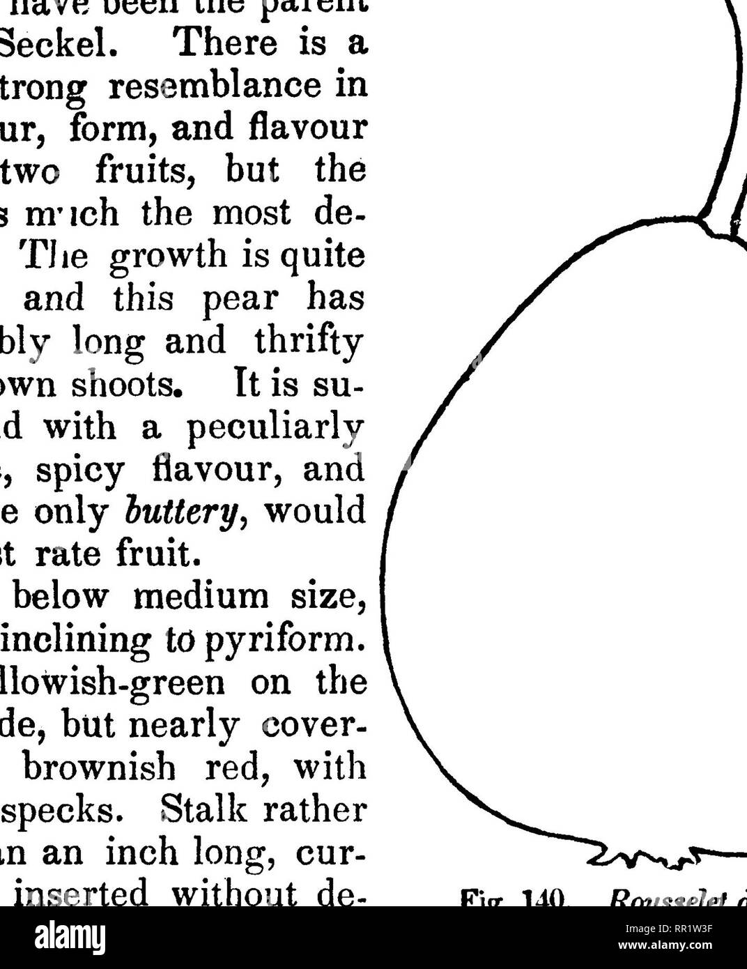 . The fruits and fruit trees of America;. Fruit-culture; Fruit. 844 THE PEAR. breaking or ^alf buttery, with a sweet, rich, aromatic flavoui Ripe at the beginning of September. 27. Sugar Top. Thomp. July Pear. Prince's Sagar. Prince's Sugar Top. The Sugar Top is one of those indifferent pears, which, frora their great productiveness and good appearance, make a figure in our markets, though not worthy of a place in a good garden. Great quantities of the Sugar Top pear may be seen in the New- York markets in July. Fruit of medium size, very regular, roundish-top-shaped. Skin smooth, and very bri Stock Photo