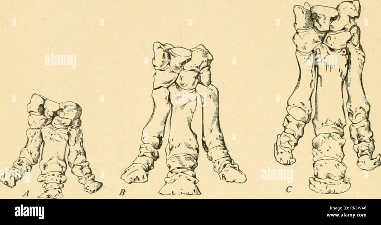 Proarticulates . The age of mammals in Europe, Asia and North America. Mammals, Fossil ...