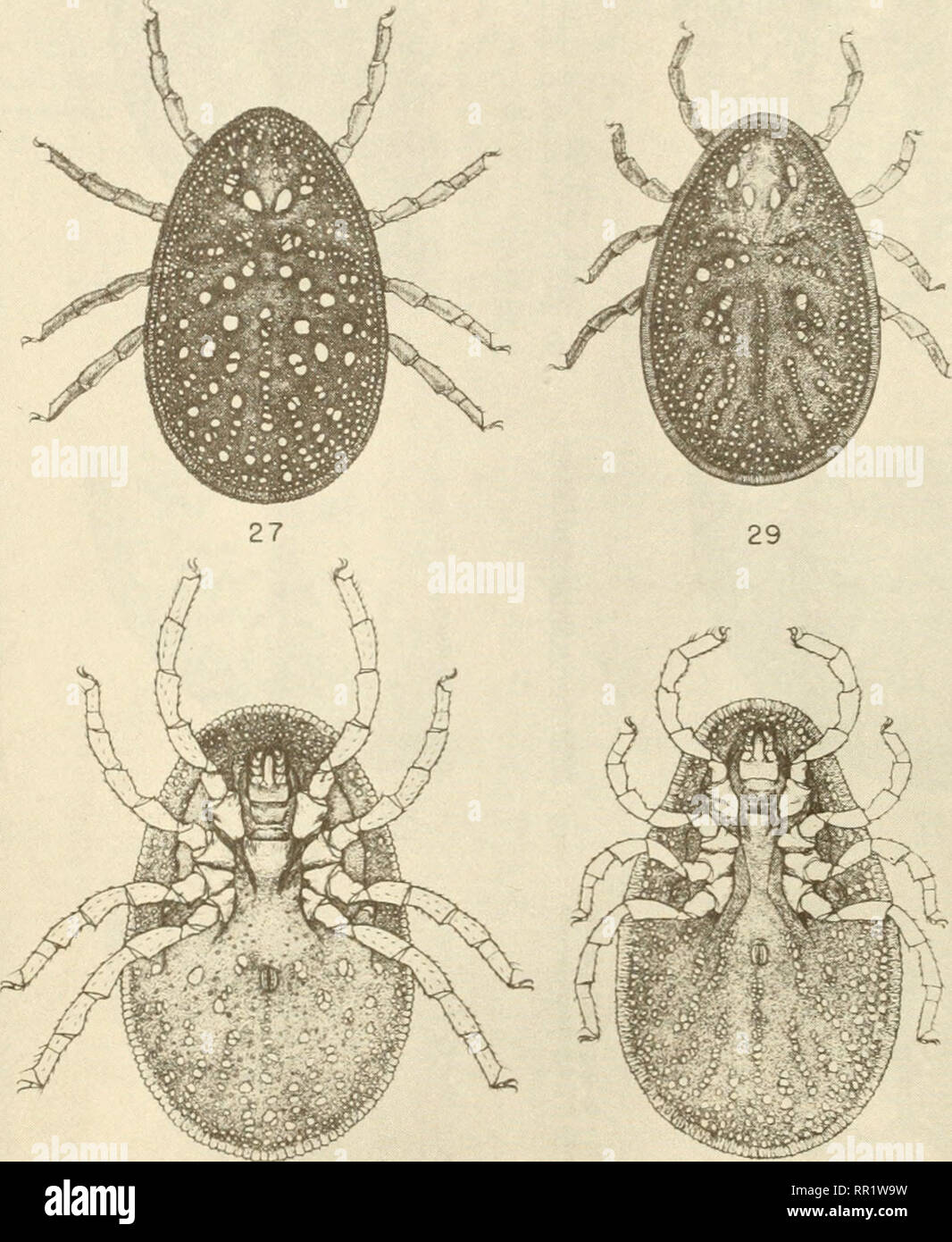. African Ixodoidea. l. Ticks of the Sudan... Ticks -- Sudan. 28 30 Figtires 27 and 28, Ar^as persicus, 9, dorsal and ventral views Figures 29 and 30, Argas reflexus, $, dorsal and ventral views ARGAS (ARGAS) FERSICUS and ARGAS (ARGAS) KEFIEXUS Egyptian Specimens PLATE IX -58-. Please note that these images are extracted from scanned page images that may have been digitally enhanced for readability - coloration and appearance of these illustrations may not perfectly resemble the original work.. Hoogstraal, Harry, 1917-; United States. Naval Medical Research Unit No. 3. [Washington] Stock Photo