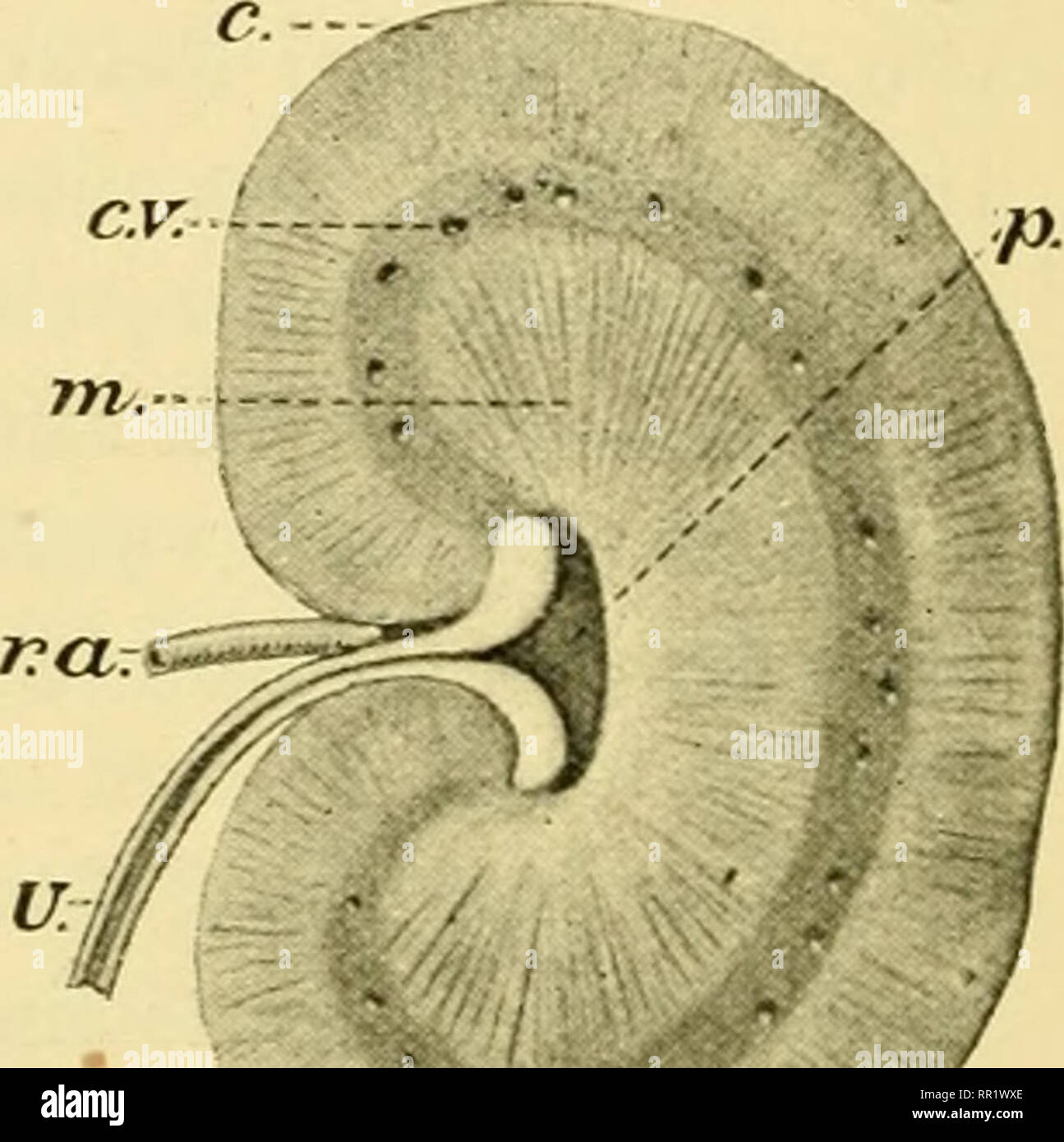 . African invertebrates : a journal of biodiversity research. Invertebrates -- Africa; Biological diversity -- Africa; Biological diversity. 1 and 2. Junction of caecum, large intestine and small intestine. 3. Horizontal section of kidney. Natnral size. c. CseciTni. c. Cortex, c.v. Capillary vessel. L.i. Large intestine, m. Medul- lary portion, p. Pelvis of kidney, r.a. Renal artery, s.l. Small intestine, u. Ureter. gnll-bladder, then a right lateral was present, and also a caudate fitting over the anterior surface of the kidney. A bile-duct passed from the gall-bladder, and opened into the to Stock Photo