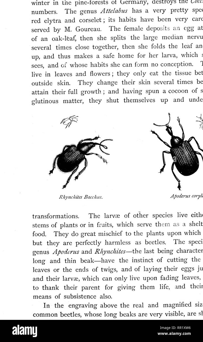 . The transformations (or metamorphoses) of insects. Insects; Insects; Myriapoda; Arachnida; Crustacea. THE LARINUS MACULOSUS. 319. BEETLES AND LARV/E OF Larlfius maculosus.. Please note that these images are extracted from scanned page images that may have been digitally enhanced for readability - coloration and appearance of these illustrations may not perfectly resemble the original work.. Duncan, P. Martin (Peter Martin), 1821-1891; Blanchard, Émile, 1819-1900. Metamorphoses . .. des insects. London and New York, Cassell, Petter, and Galpin Stock Photo