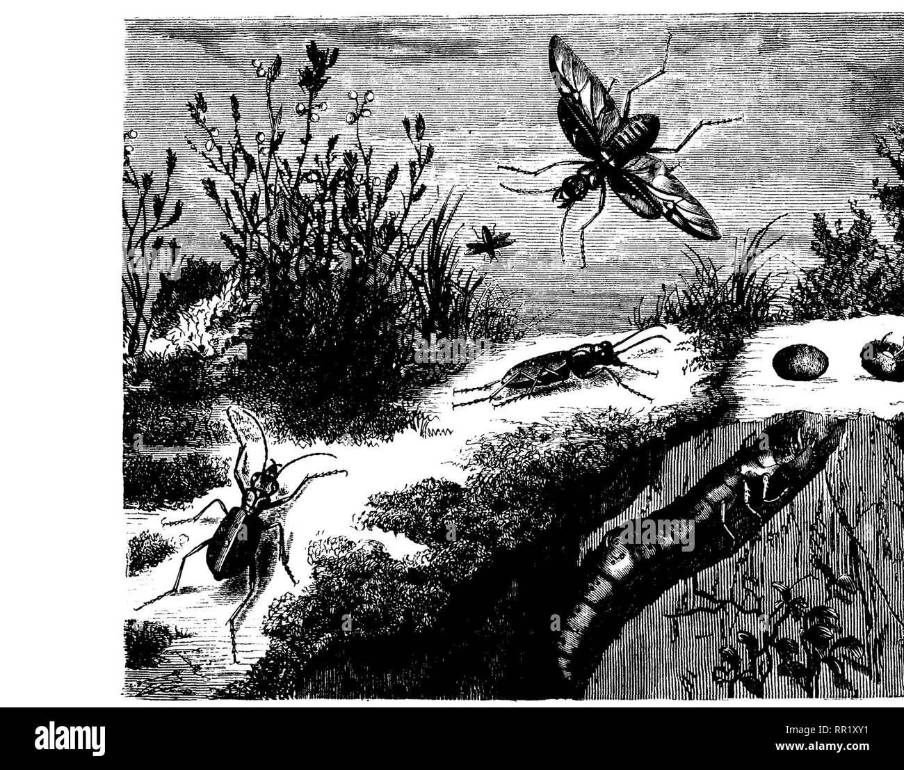 . The transformations (or metamorphoses) of insects. Insects; Insects; Myriapoda; Arachnida; Crustacea. THE BLAPS, 305 engraving, where there is also a nymph on the right hand. The beetles may be seen on the right and on the left side of the engraving. The beetles of the genus Blaps are closely allied to those just mentioned. Blaps mortisaga, or the Churchyard Beetle, is the best known species in this country. It hates the light, is of a deep black colour, and has the power of producing a very offensive smell. It lives upon rubbish of all kinds, and keeps. THE METAMORPHOSES OF Tembrio moUtor.  Stock Photo
