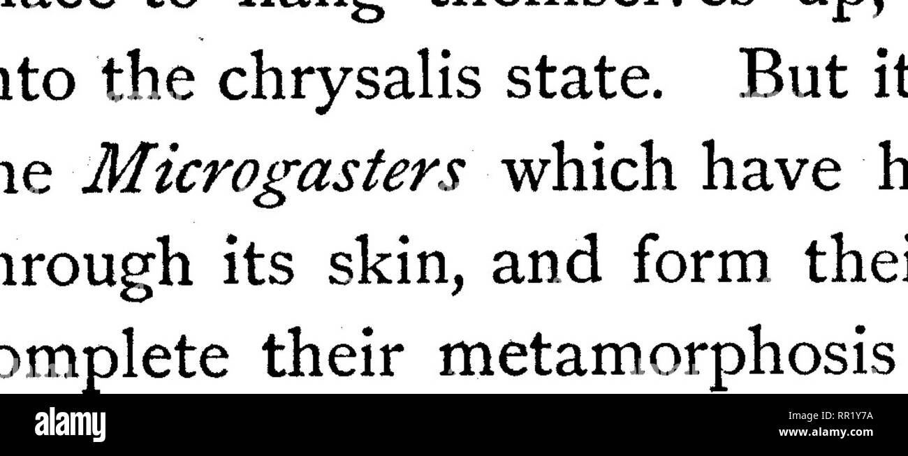 . The transformations (or metamorphoses) of insects. Insects; Insects; Myriapoda; Arachnida; Crustacea. THE CHALCIDIDM. 193 The species of a most important family of the Hymenoptera have small palpi, the antenn^E consist of twelve or thirteen, joints, and the nervure of the wing is simple and bifurcate; they are numerous, and the members of them are very common. These Chalcididm are small creatures, and attack all sorts of insects, and do not even spare the other parasites. The species of the genus Chalcis are common, and the indivi- duals are larger than those of the other kinds. They may be  Stock Photo