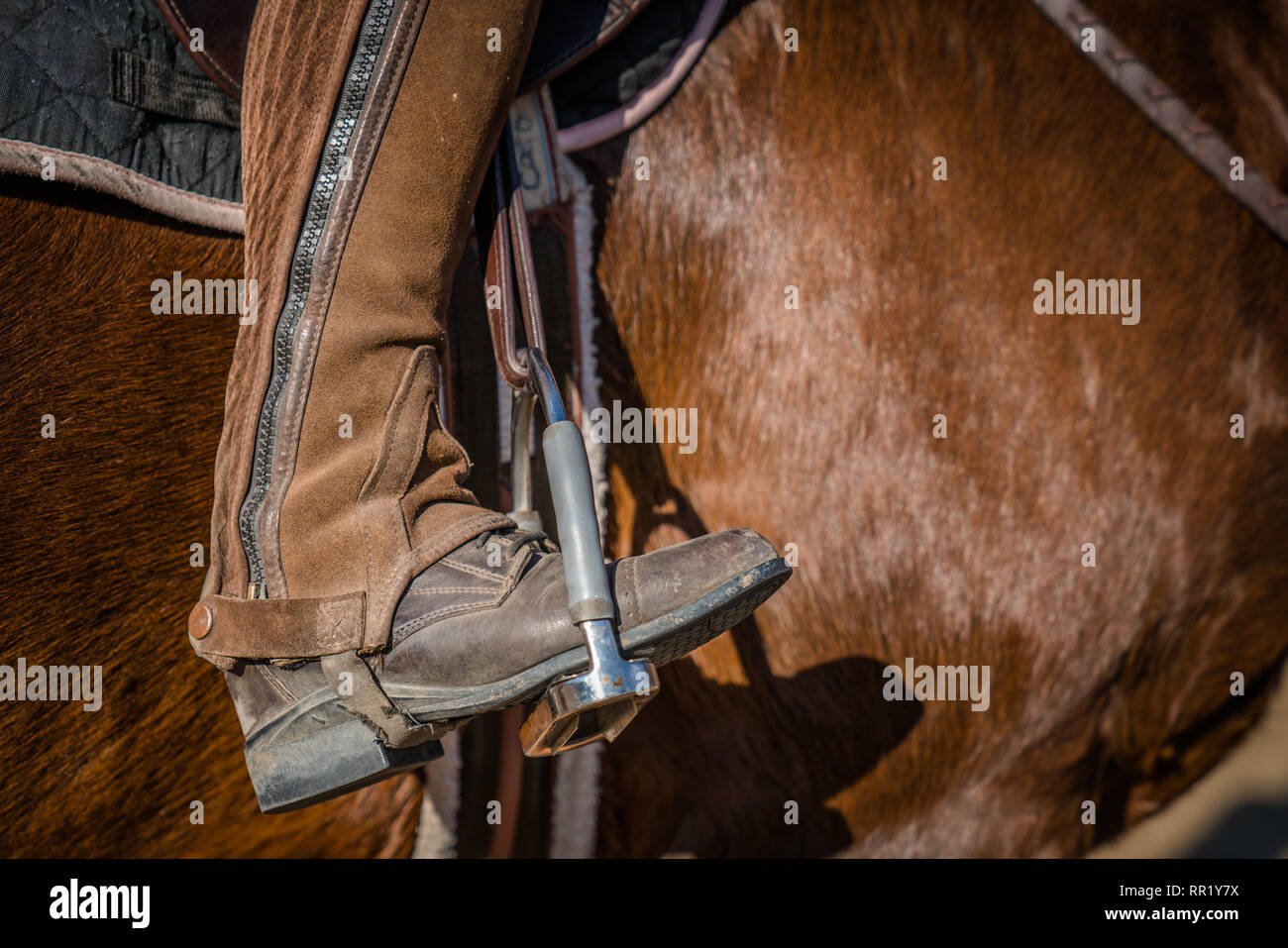 Close-up of a leather boot in a bridle brown horse Stock Photo