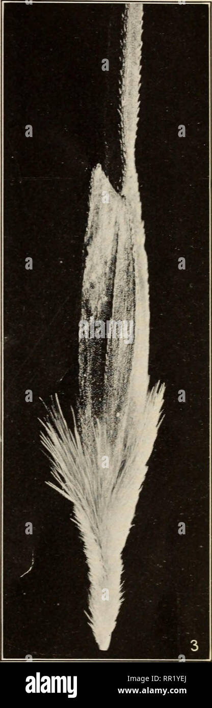 . Agricultural and botanical explorations in Palestine. Agriculture; Botany. Fig. 1.—Spikelet of Triticum monococcum, Showing the Characteristic Secondary Tooth of the Glume. Fig. 2.—Spikelet of Triticum dicoccum dicoccoides, Show- ing the Secondary Tooth, as in T. monococcum. Fig. 3.—Spikelet of Triticum DICOCCUM DICOCCOIDES, SHOWING THE ABSENCE OF THE SECONDARY TOOTH OF THE GLUME. (All enlarged 4 diameters.). Please note that these images are extracted from scanned page images that may have been digitally enhanced for readability - coloration and appearance of these illustrations may not per Stock Photo