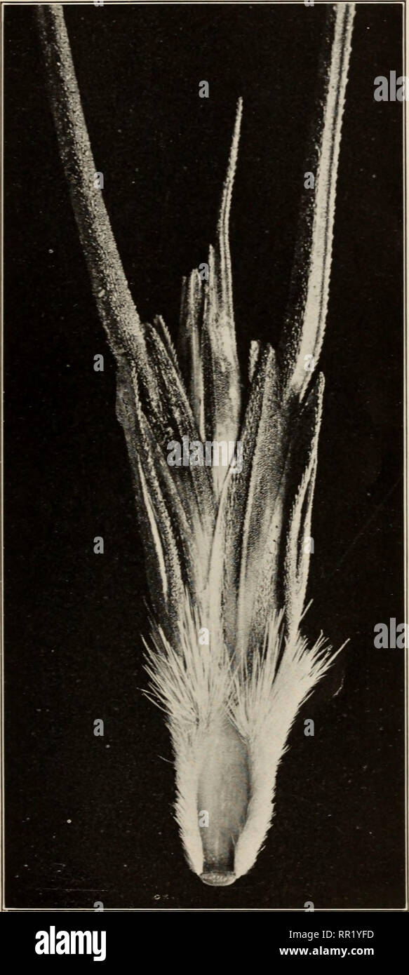 . Agricultural and botanical explorations in Palestine. Agriculture; Botany. BuL 180, Bureau of Plant Industry, U. S. Dept. of Agriculture. PLATE IV.. Upper Face of Single Spikelet of Triticum dicoccum dicoccoides. (Enlarged about 5 diameters.). Please note that these images are extracted from scanned page images that may have been digitally enhanced for readability - coloration and appearance of these illustrations may not perfectly resemble the original work.. Aaronsohn, Aaron, 1876-1919; United States. Department of Agriculture; United States. Bureau of Plant Industry; United States. Govern Stock Photo