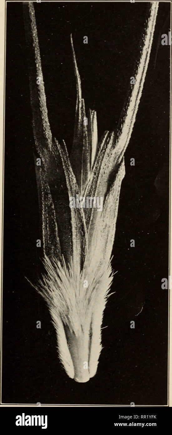 . Agricultural and botanical explorations in Palestine. Agriculture; Botany. Bui. 180 Bureau of Plant Industry, U. S Dept. of Agriculture. Plate I!!.. Lower Face of Single Spikelet of Triticum dicoccum dicoccoides. (Enlarged about 5 diameters.). Please note that these images are extracted from scanned page images that may have been digitally enhanced for readability - coloration and appearance of these illustrations may not perfectly resemble the original work.. Aaronsohn, Aaron, 1876-1919; United States. Department of Agriculture; United States. Bureau of Plant Industry; United States. Govern Stock Photo