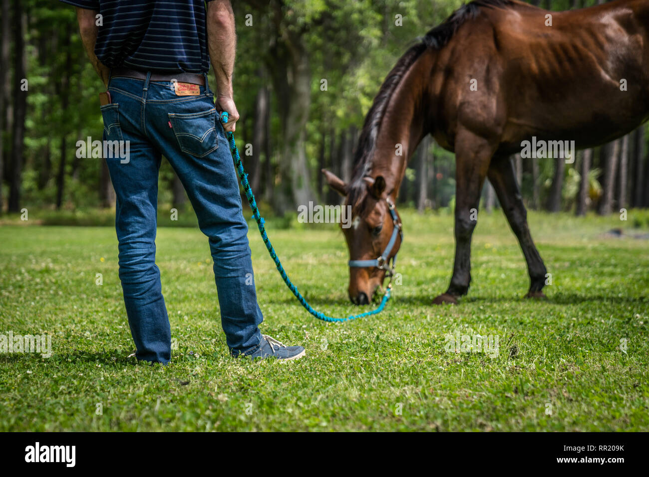 Man in jeans holding a lead line with horse is grazing Stock Photo Alamy