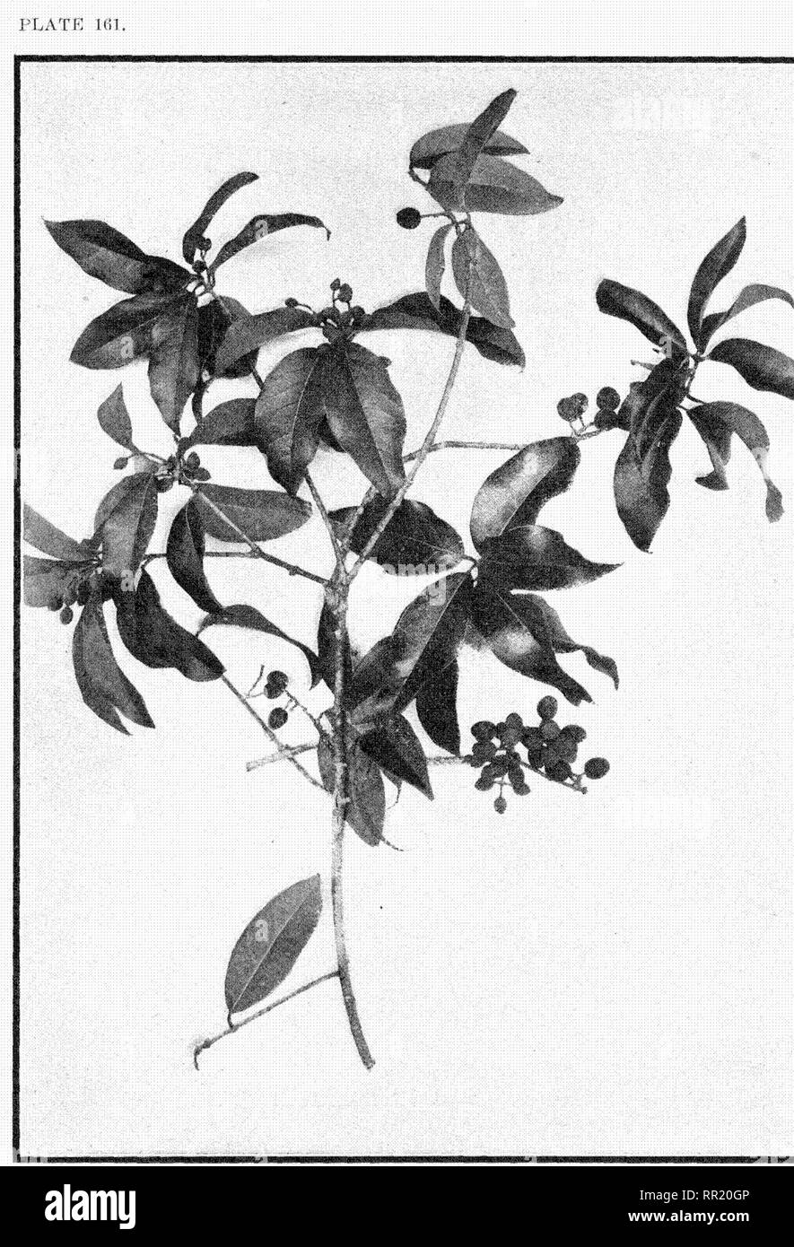 . The indigenous trees of the Hawaiian Islands. Trees. OSMANTHUS SANDWICENSIS (Crayl Piia o)' Olopua, i„fr i.o„.,-l,.,Pss of l.iirk; nlioiit :'. Wn-f in .iijuiu'tcr. dvow In near Kilmu-n X'lil.-am.. Ihr.viiii: flo^-itiou -MHiO fc.f;. Kipuka. Please note that these images are extracted from scanned page images that may have been digitally enhanced for readability - coloration and appearance of these illustrations may not perfectly resemble the original work.. Rock, Joseph Francis Charles, 1884-1962. Honolulu, T. H. Stock Photo