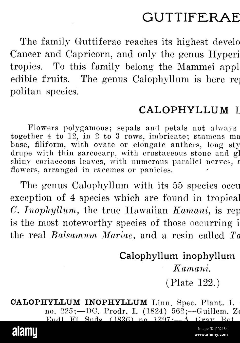 . The indigenous trees of the Hawaiian Islands. Trees. l.ti^ CALOPHYLLUM INOPHYLLUM Liiiii. Kamaiii. •ith fniitiuL' ami flowi'riiii&gt;; bravi.-li pinned to it. with s.-ale.. Please note that these images are extracted from scanned page images that may have been digitally enhanced for readability - coloration and appearance of these illustrations may not perfectly resemble the original work.. Rock, Joseph Francis Charles, 1884-1962. Honolulu, T. H. Stock Photo